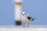 Ross s Gull (Rhodostethia rosea)