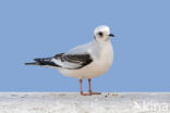 Ross s Gull (Rhodostethia rosea)