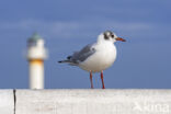 Black-headed Gull (Larus ridibundus)