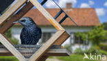 European Starling (Sturnus vulgaris)