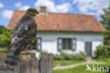 Sparrow Hawk (Accipiter nisus)