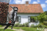 Great Spotted Woodpecker (Dendrocopos major)