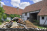 House Sparrow (Passer domesticus)