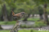 Wren (Troglodytes troglodytes)