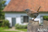 Wren (Troglodytes troglodytes)