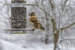 Brambling (Fringilla montifringilla)