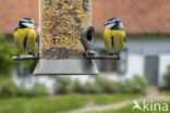 Blue Tit (Parus caeruleus)