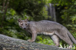 fossa (Cryptoprocta ferox)