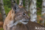 Euraziatische lynx (Lynx lynx)