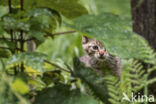 Wilde kat (Felis silvestris)