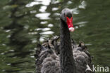 Black swan (Cygnus atratus)