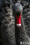 Black swan (Cygnus atratus)