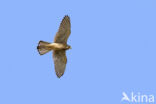 Common Kestrel (Falco tinnunculus)