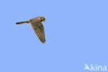 Common Kestrel (Falco tinnunculus)