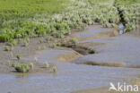 Kortarige zeekraal (Salicornia europaea)