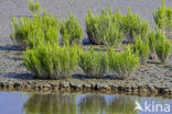 Kortarige zeekraal (Salicornia europaea)