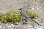 White Wagtail (Motacilla alba alba)