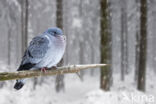 Holenduif (Columba oenas)