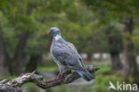 Wood Pigeon