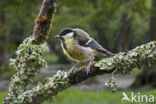 Koolmees (Parus major)