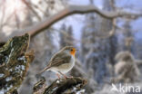 European Robin (Erithacus rubecula)