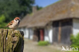 Eurasian Tree Sparrow (Passer montanus)