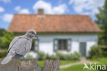 Collared Turtle Dove (Streptopelia decaocto)