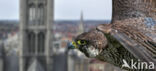 Peregrine Falcon (Falco peregrinus)