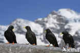 Alpenkauw (Pyrrhocorax graculus)