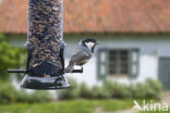 Coal Tit (Parus ater)