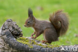 Red Squirrel (Sciurus vulgaris)