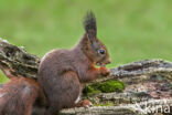 Red Squirrel (Sciurus vulgaris)