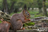 Red Squirrel (Sciurus vulgaris)