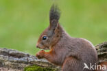 Red Squirrel (Sciurus vulgaris)