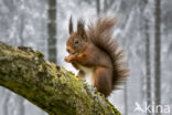 Red Squirrel (Sciurus vulgaris)