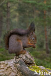 Red Squirrel (Sciurus vulgaris)