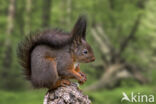 Red Squirrel (Sciurus vulgaris)