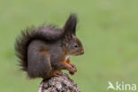 Red Squirrel (Sciurus vulgaris)