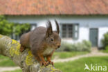 Red Squirrel (Sciurus vulgaris)