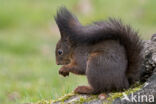 Red Squirrel (Sciurus vulgaris)