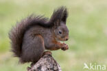 Red Squirrel (Sciurus vulgaris)