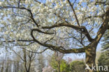 Japanse sierkers (Prunus serrulata)