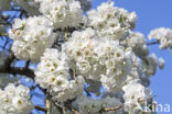 Japanse sierkers (Prunus serrulata)