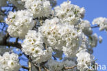 Japanese Cherry (Prunus serrulata)