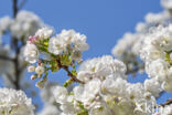 Japanse sierkers (Prunus serrulata)