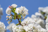 Japanese Cherry (Prunus serrulata)