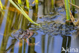 Common Frog (Rana temporaria)