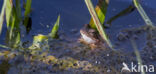 Common Frog (Rana temporaria)