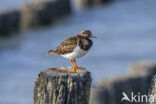 Steenloper (Arenaria interpres)