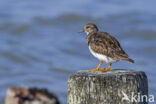 Steenloper (Arenaria interpres)